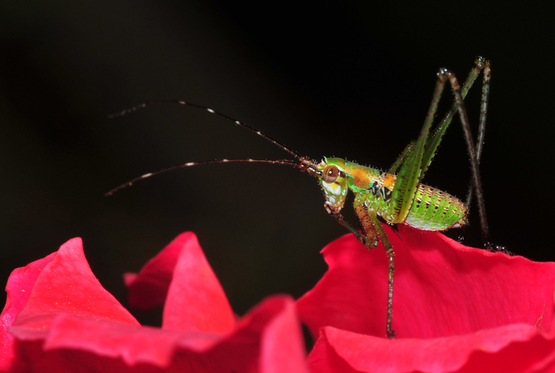 Rose Bug