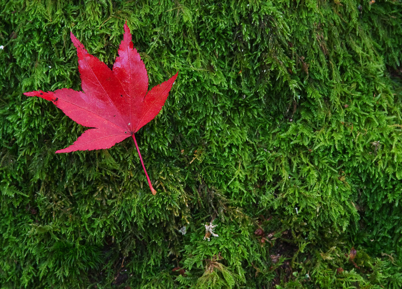 Japanese Maple Leaf