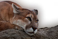 Pensive Eyes