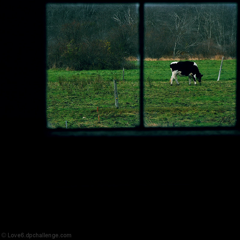The Cow of Peaceful Meadows 