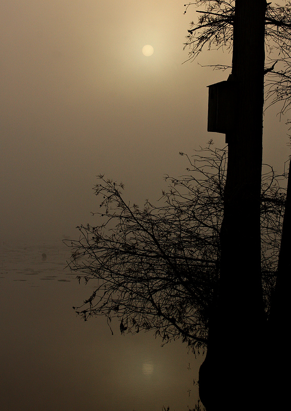Foggy Sunrise
