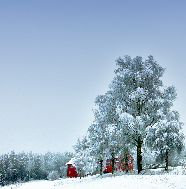 Winter birch