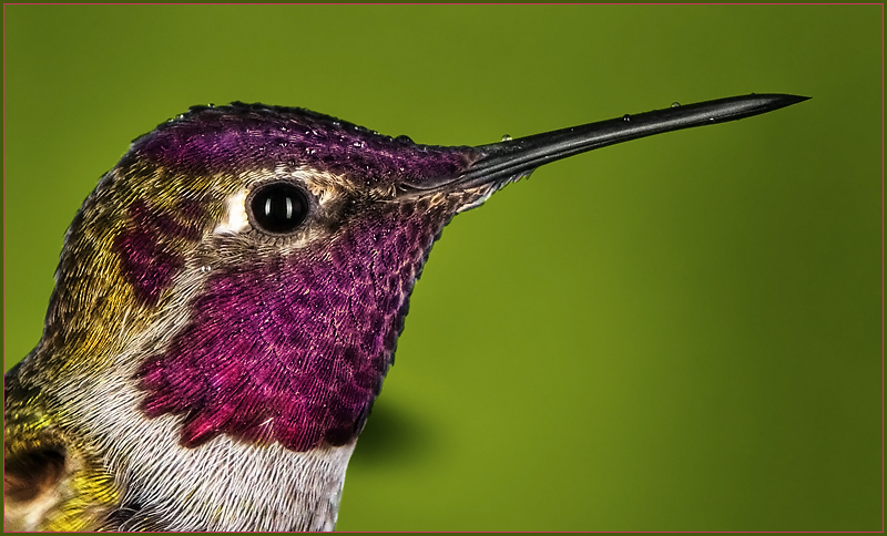 Anna's Hummingbird with raindrops