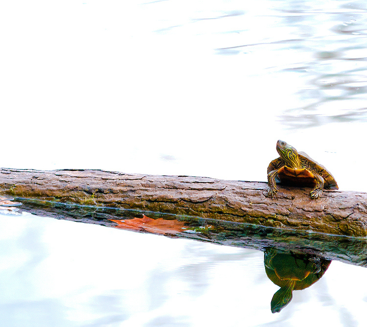 Born on the Bayou