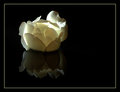 Floating Rose