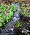 A Small Creek of Paradise Cove