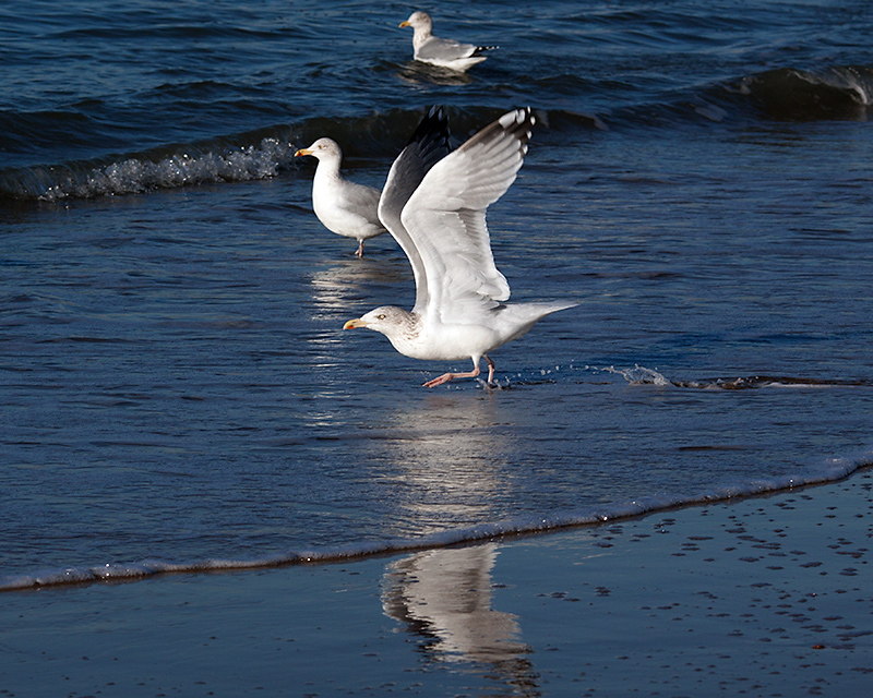 Reflections of a runner