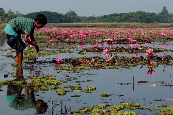 in the lily pond 