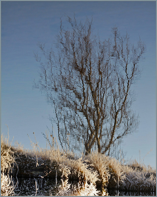 psychedelic tree