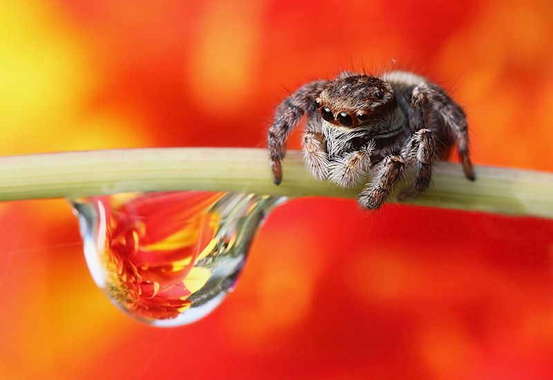 the jumping spider and the dew