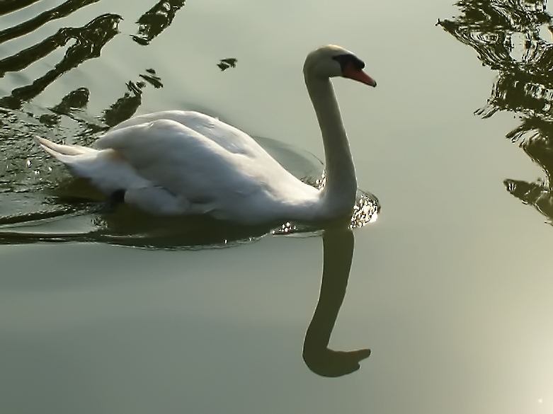 By the lake