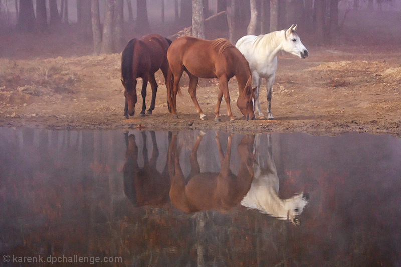 Foggy Reflections