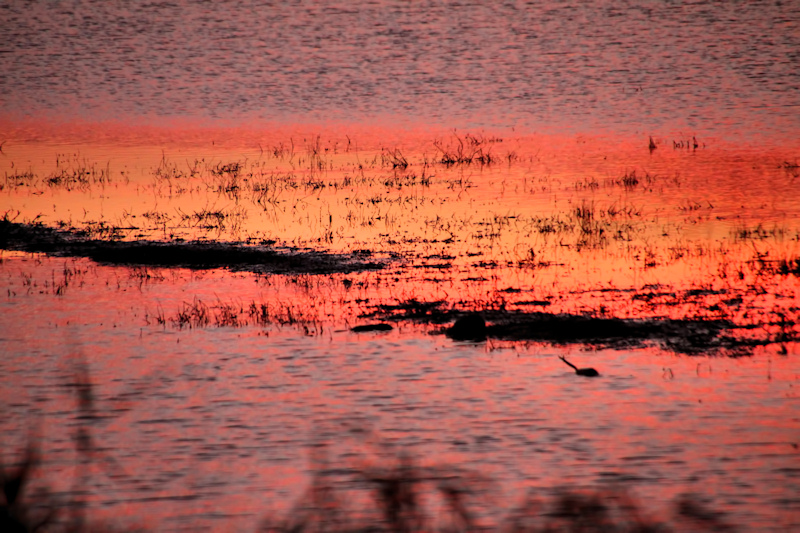 Muskrat Sunset