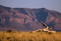 SAM on alert as evening falls, somewhere in the desert...