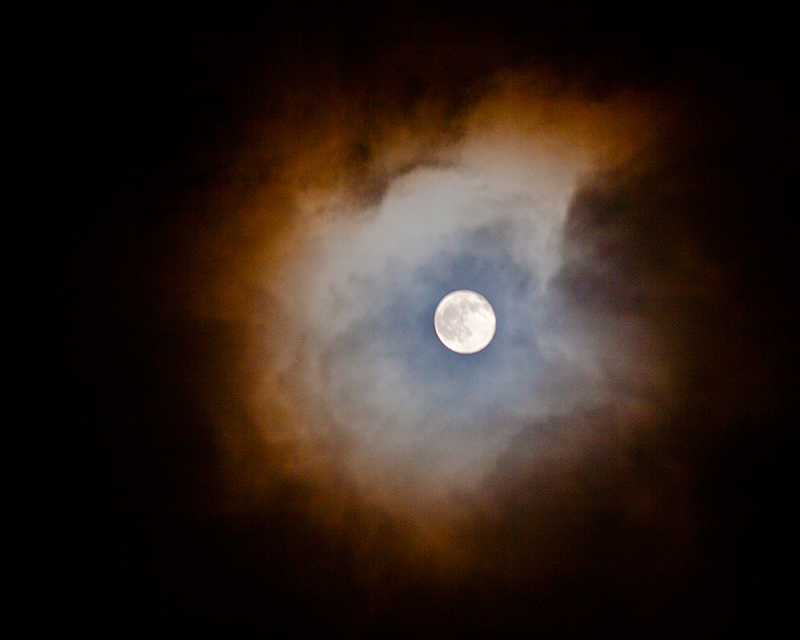 Moon flower