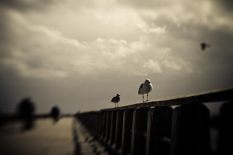 Fisherman
