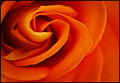 Sunkist Orange