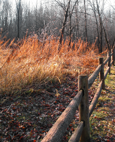 fencing orange