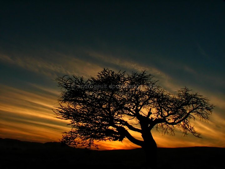 Orange Wind