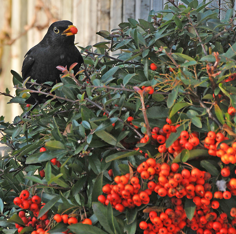 Blackbird & Orange Berries
