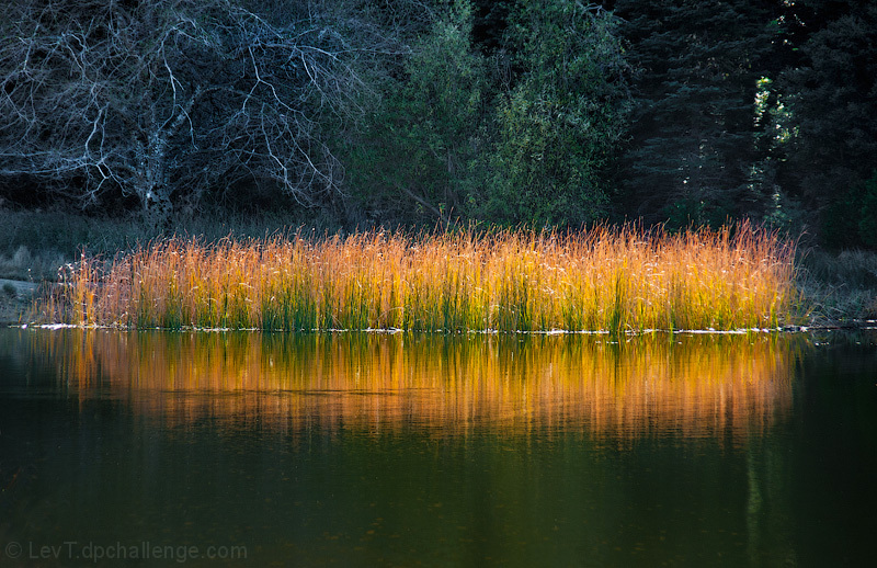 Patch of reed