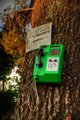 Tree Phone