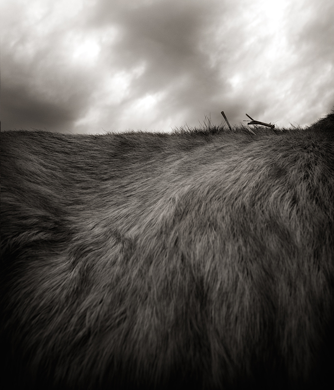 Roll in the Hay