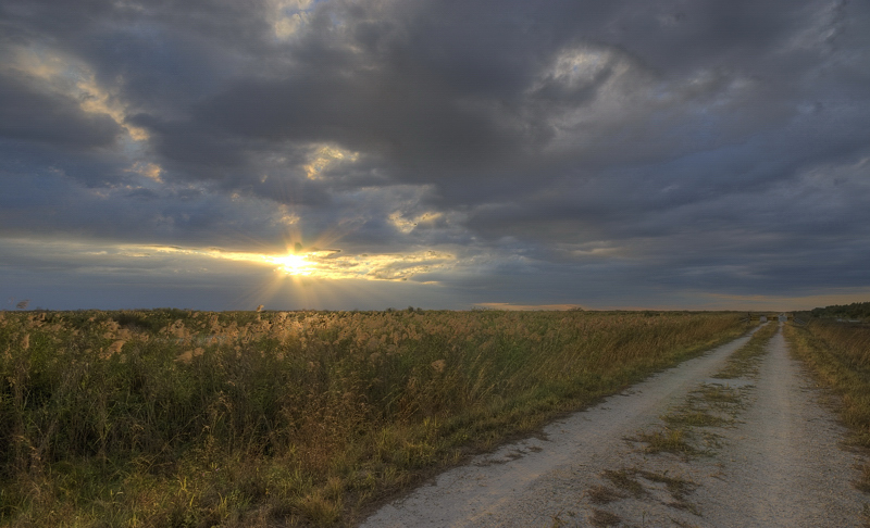 Fields of Gold