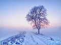 Winter Wonderland