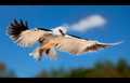 Watch and Prey