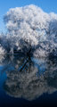 Frozen Fog