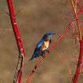 Eastern Bluebird in the Coral Bark Maple