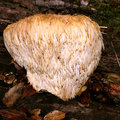 Lion's Mane Fungus