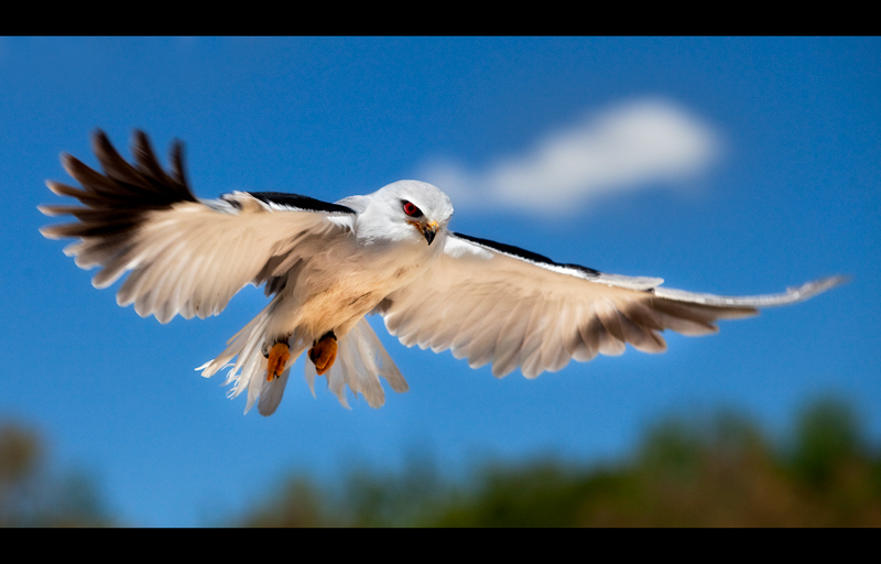 Watch and Prey