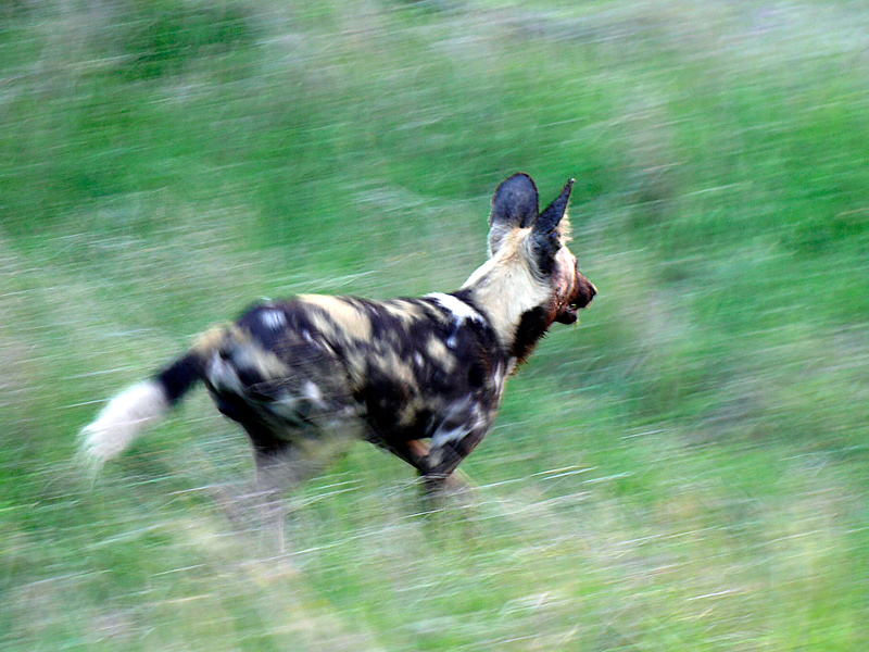 African Wild Dog