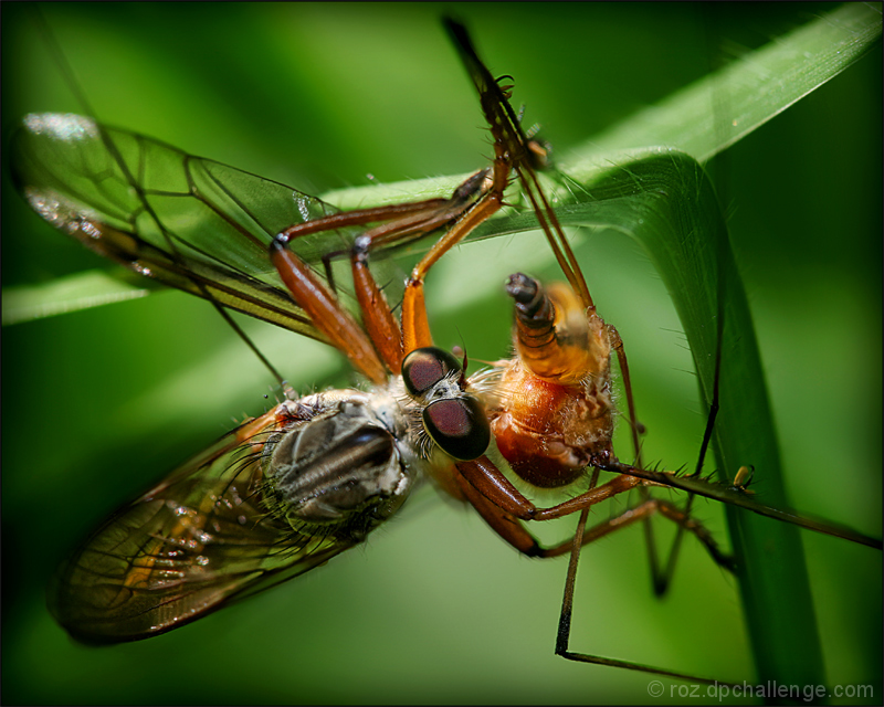 Robberfly vs Cranefly