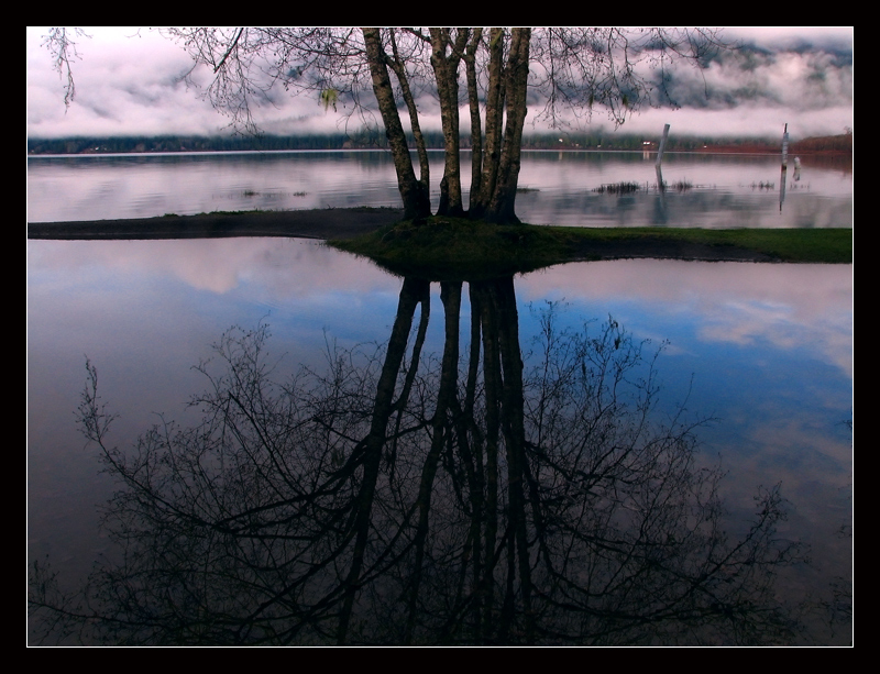 Alders