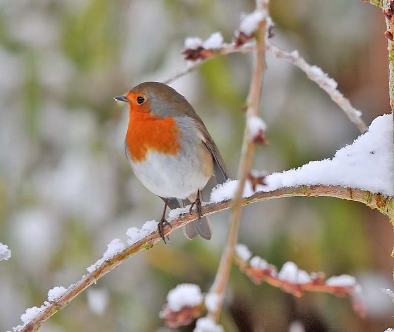 Winter Robin