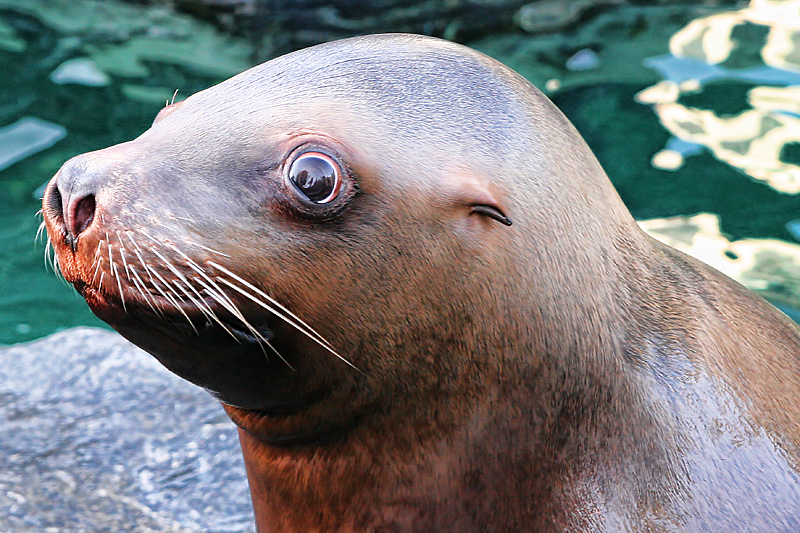 Sea Lion