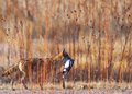 Predator and prey