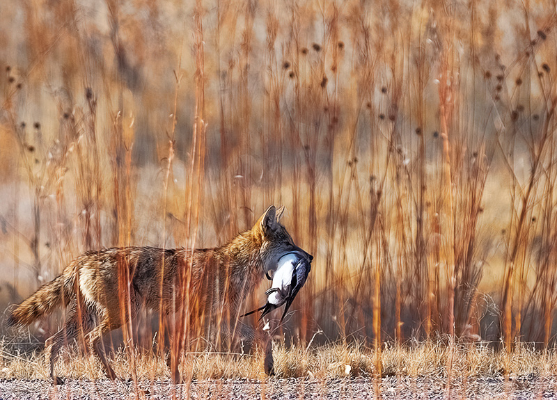 Predator and prey