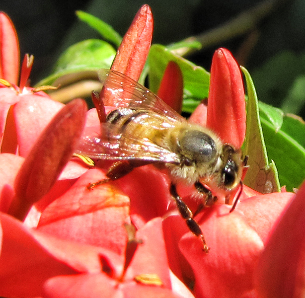 pollination