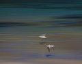 Racing in the Wind