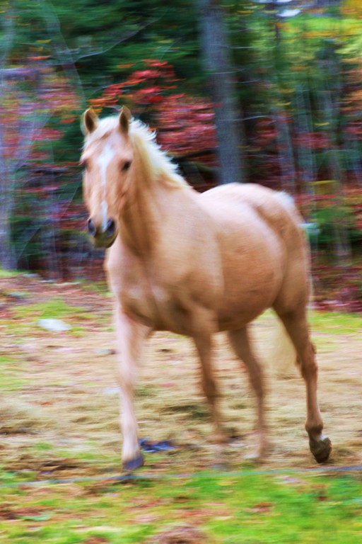 Wild Horses, We'll Ride Them Someday