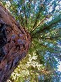 Living Christmas Tree, 40 years later