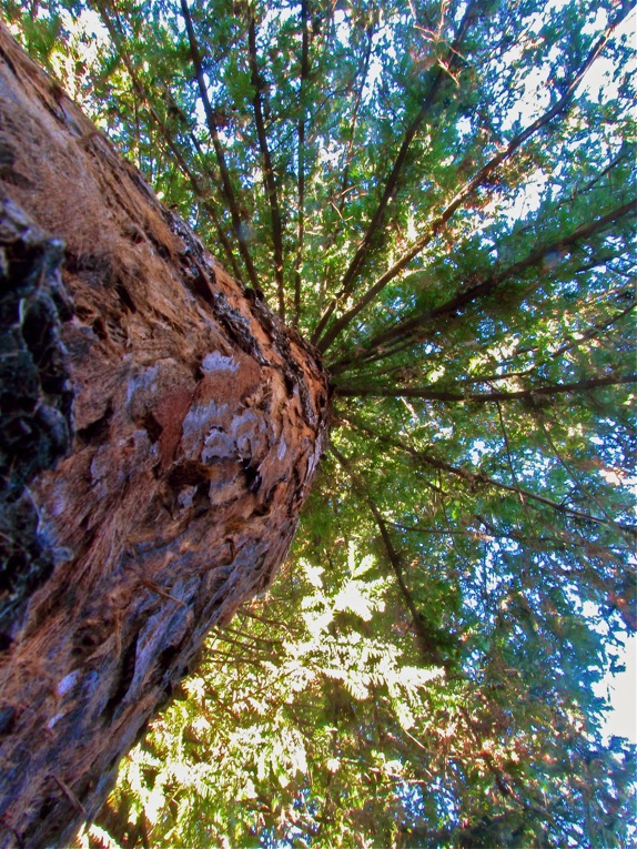 Living Christmas Tree, 40 years later