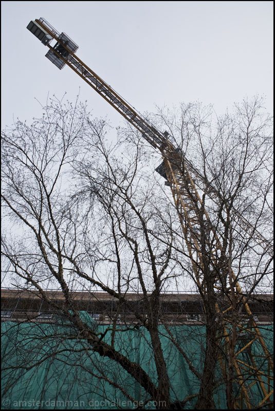 A Tree Grows in Brooklyn