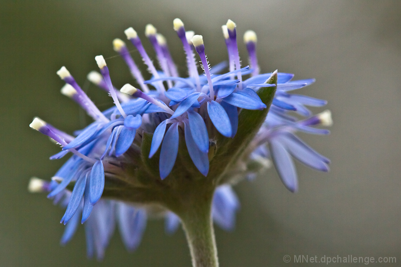 Crown of Thorns