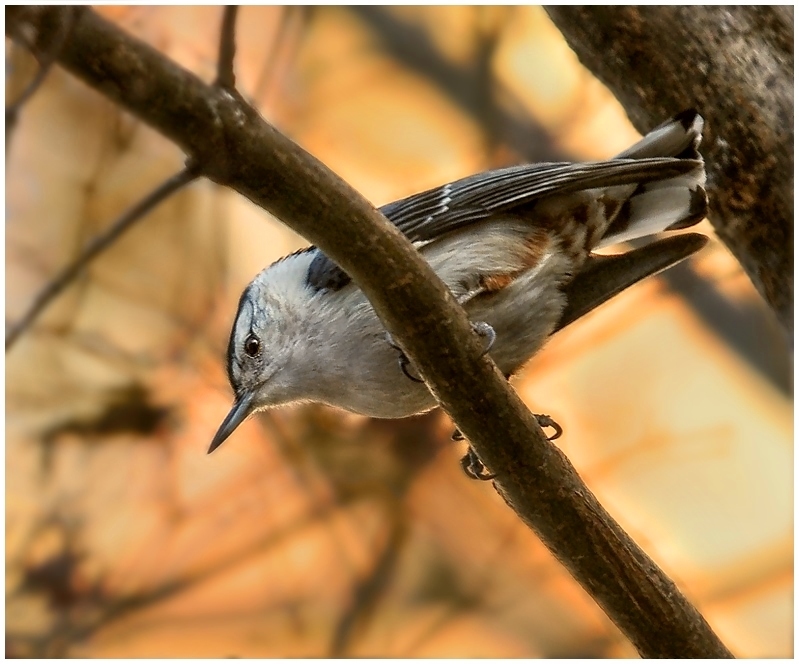 White-breasted Nuthatch