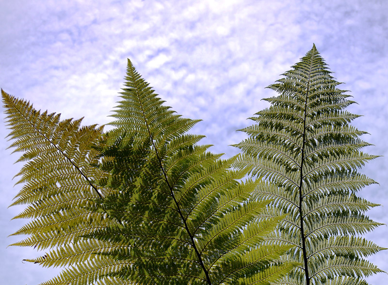 Reach for the sky